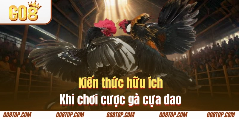 Bí kíp chơi cá cược chọi kê trúng lớn