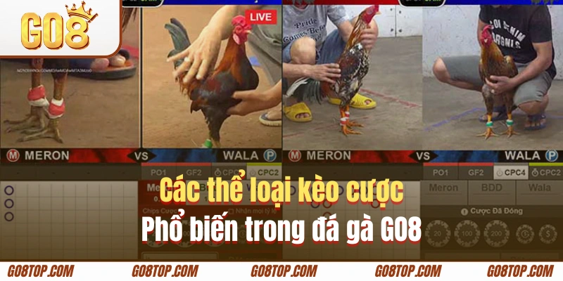 Tổng hợp những kèo cược đá gà GO8