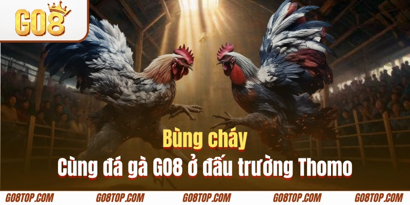 Bùng cháy cùng đá gà GO8 ở đấu trường Thomo