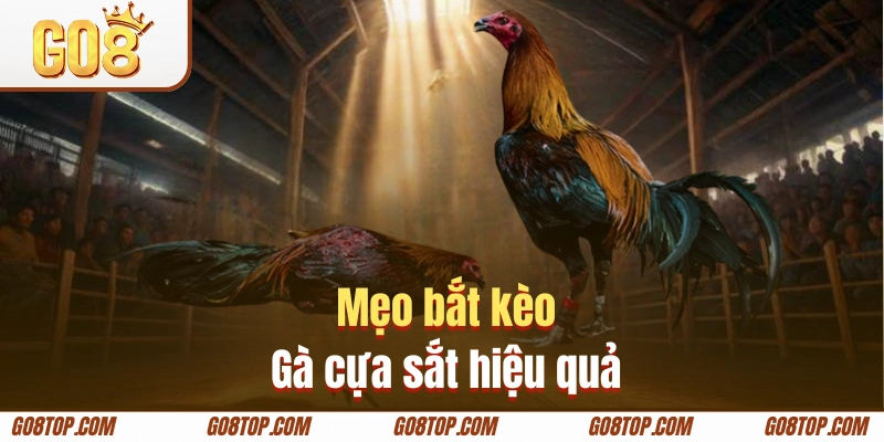 Kinh nghiệm bắt kèo gà cựa sắt hiệu quả