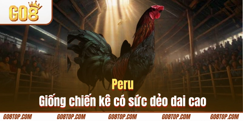 Peru là giống chiến kê có sức dẻo dai cao