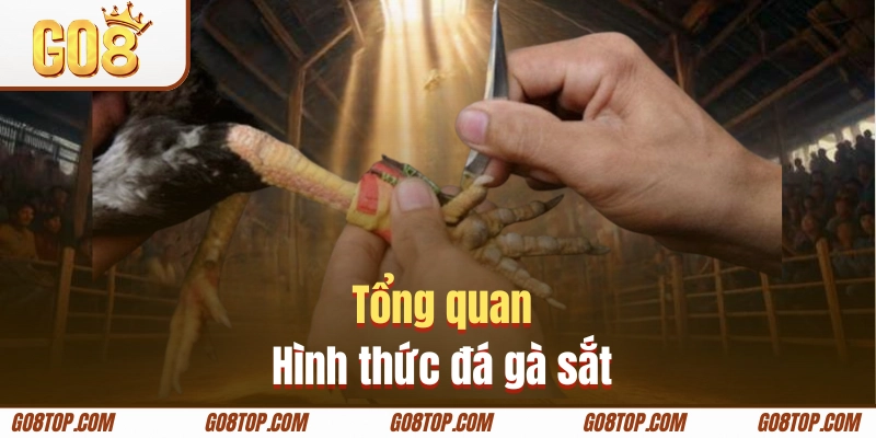 Tìm hiểu hình thức đá gà sắt GO8