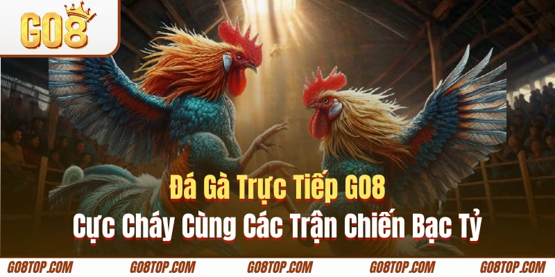 Đá gà trực tiếp GO8