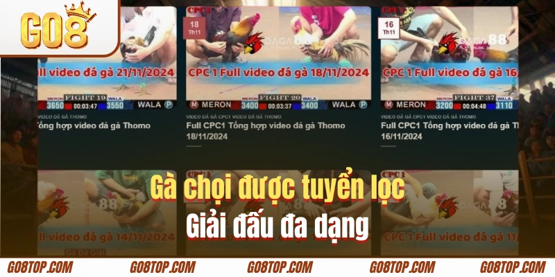 GO8 cung cấp đa dạng giải đấu