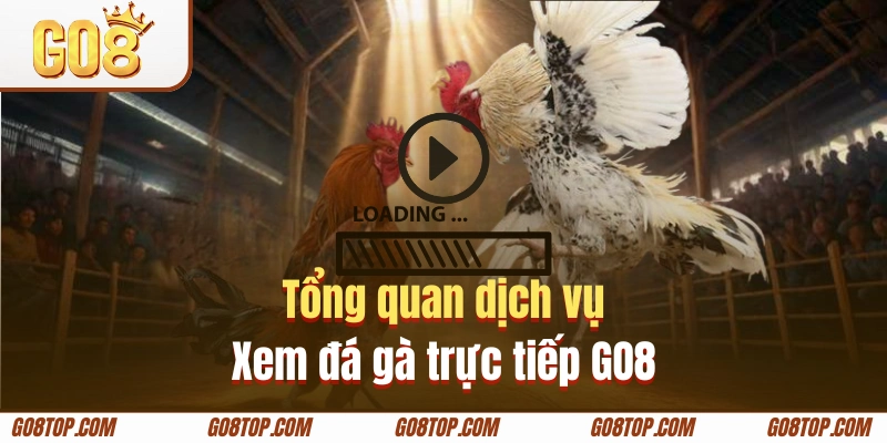 Tìm hiểu dịch vụ xem đá gà trực tuyến GO8